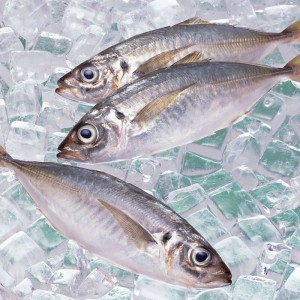 Κατεψυγμένο σκουμπρί