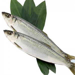 Κατεψυγμένη ρέγγα