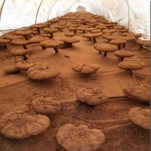 Φυσικό Linzhi υψηλής εκχυλισμένο ganoderma lucidum σπρέι συμπλήρωμα φροντίδας υγείας