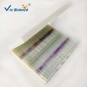 100pcs πακέτα ανθρώπινης παθολογίας μικροσκοπικά προετοιμασμένα διαφάνειες