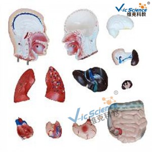 42cm Μοντέλο αρσενικού κορμού 13 στοιχείων Ιατρικό μοντέλο διδασκαλίας