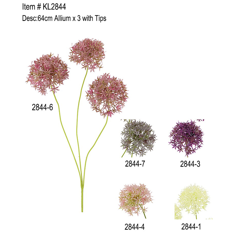 64cm Allium x 3 με Συμβουλές