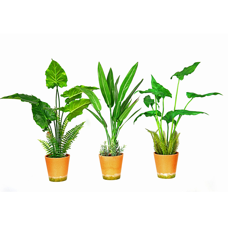 Ζεστό πώληση εργοστάσιο άμεση προσφορά πράσινο εσωτερικό εξωτερικό σπίτι διακοσμούν γλάστρες πράσινο φυτό