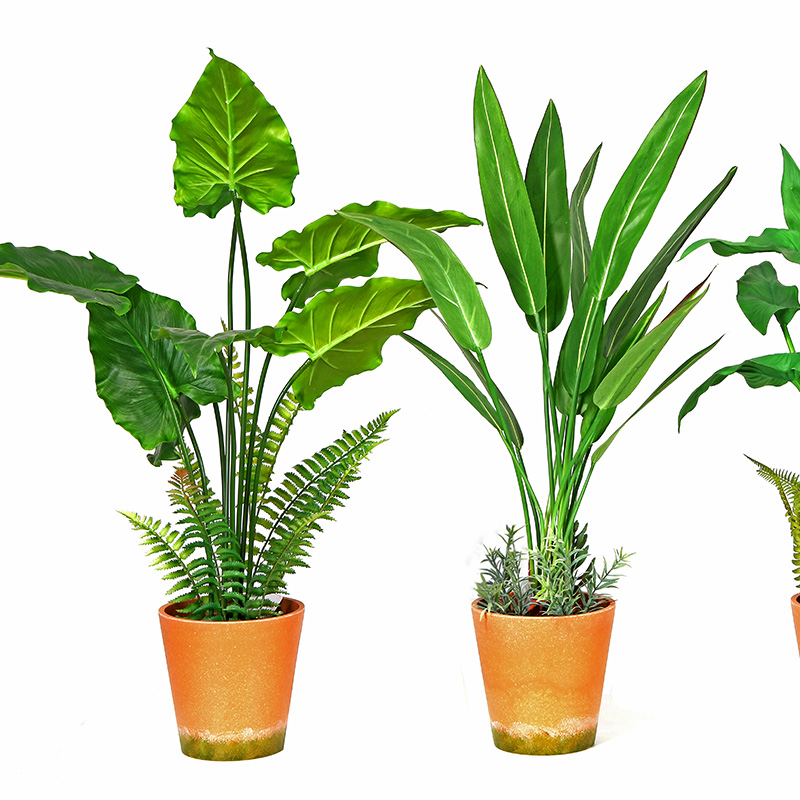 Ζεστό πώληση εργοστάσιο άμεση προσφορά πράσινο εσωτερικό εξωτερικό σπίτι διακοσμούν γλάστρες πράσινο φυτό