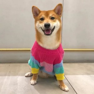 Κατασκευαστής έθιμο χειμώνα βαμβάκι πλεκτά γάτες παλτά πουλόβερ για κατοικίδια