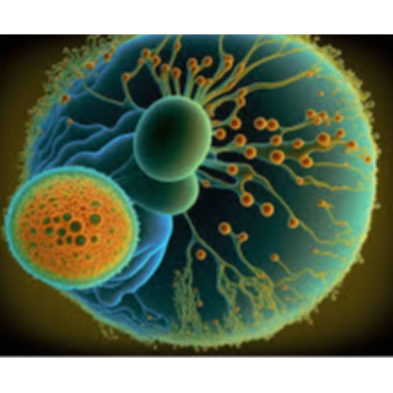 Προώθηση της επίδρασης του NMN στα βλαστοκύτταρα