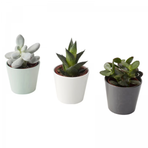 Τεχνητά παχύφυτα